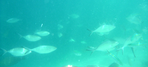 HONDA BAY FISH.jpg