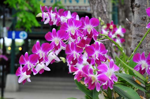 Thai country 's flower Orchid500.jpg