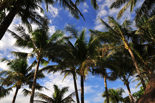 coconut tree.jpg