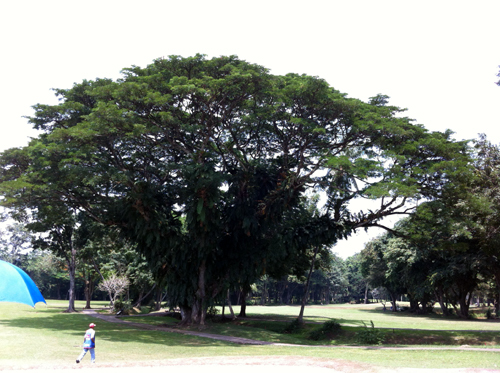 apo15 big tree.jpg