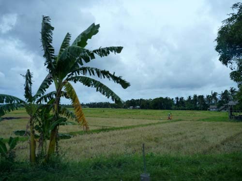 panay rice field.jpg