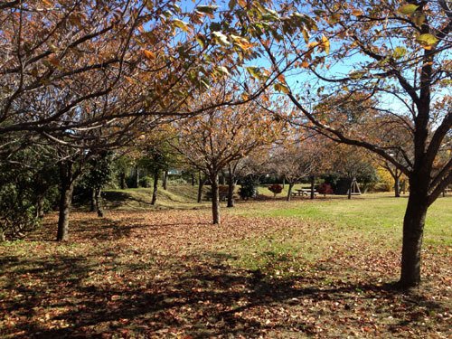 park fall leaves.jpg