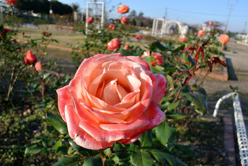 rose park  4.jpg