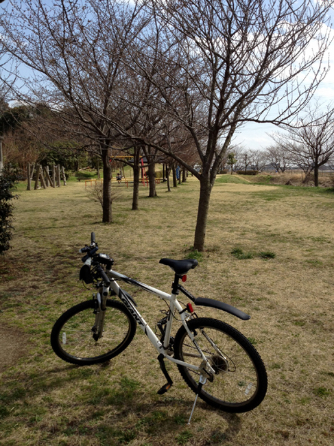 sakura & bike  120401.jpg