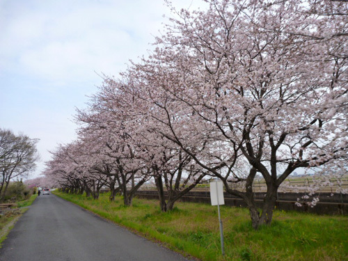sakura cycle road.jpg