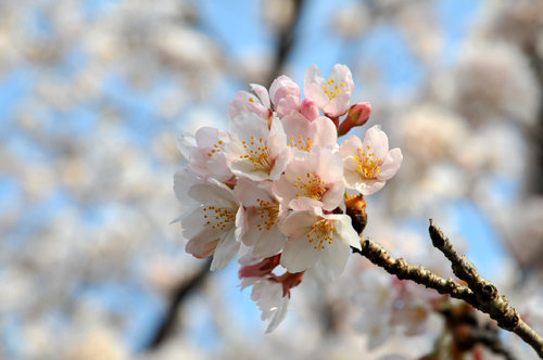 sakura flowered.jpg