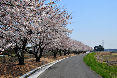 sakura road.jpg