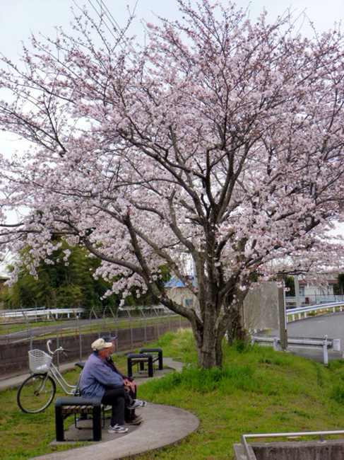 sakura with lolo.jpg