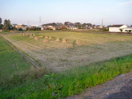 shadow and rice fields.jpg