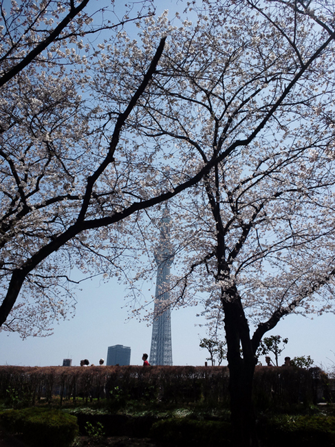 sky tree and sakura1.jpg