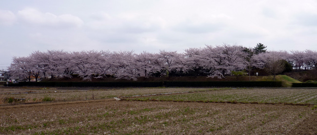 wide sakura.jpg