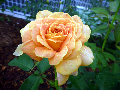 orange rose.jpg
