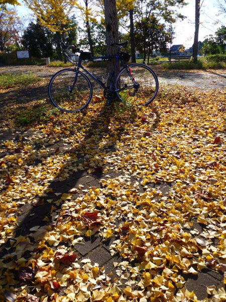 park fall leaves.jpg