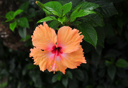 pg orange color flower.jpg