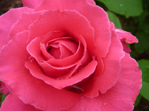 pink rose2.jpg